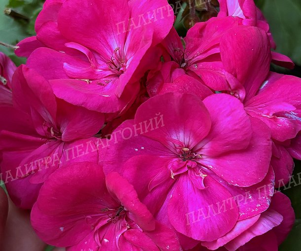 PAC VIOLETTA (ПАК ВИОЛЕТТА)