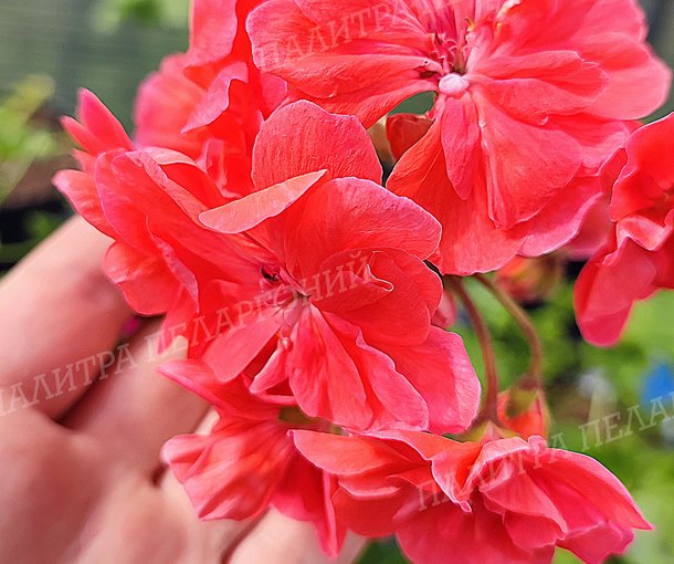 PG ZA TORKEL (ПГ ЗА ТОРКЕЛ)