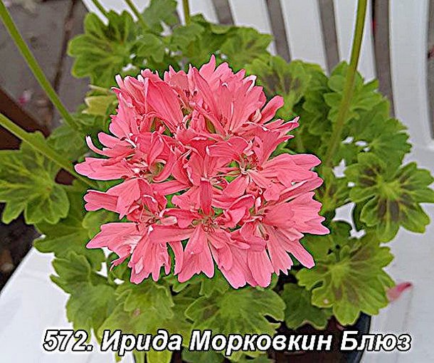ИРИДА Морковкин Блюз