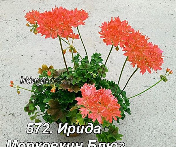 ИРИДА Морковкин Блюз