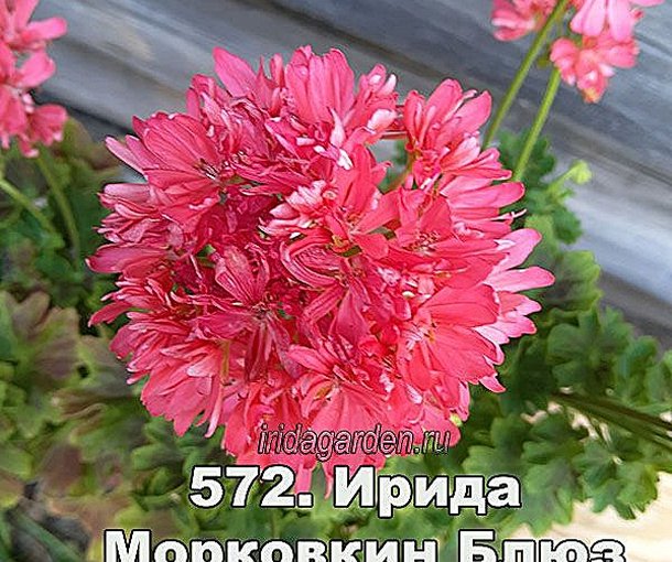 ИРИДА Морковкин Блюз