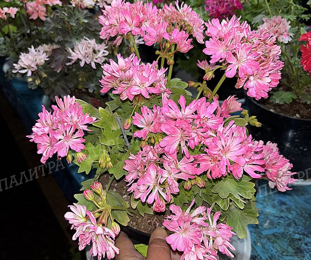Pink Vectis Sparkler (ПИНК ВЕКТИС СПАРКЛЕР)