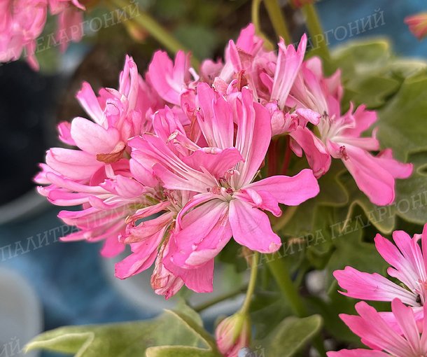 Pink Vectis Sparkler (ПИНК ВЕКТИС СПАРКЛЕР)