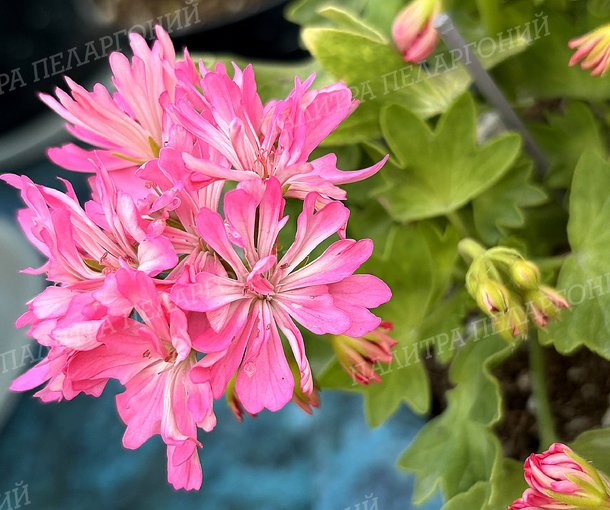 Pink Vectis Sparkler (ПИНК ВЕКТИС СПАРКЛЕР)