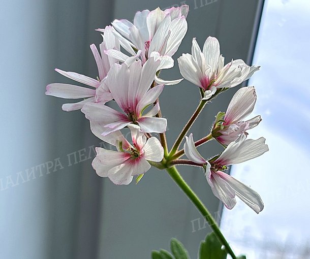 Colombina DZ (КОЛОМБИНА ДЗ)