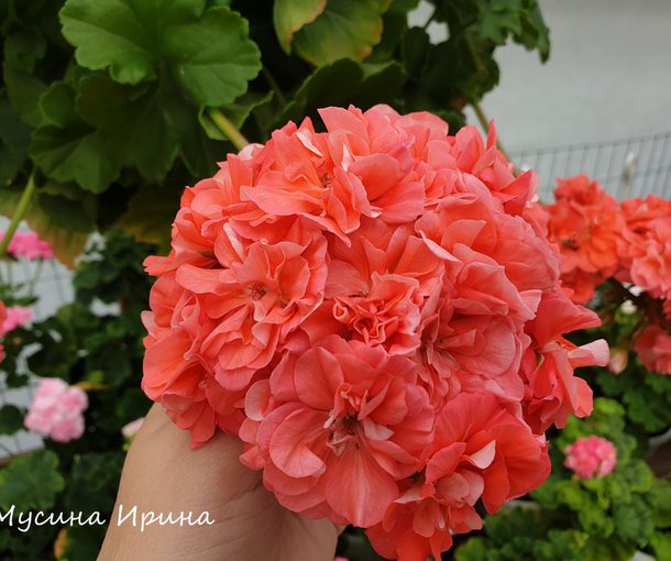 Ю КАРИОКА
