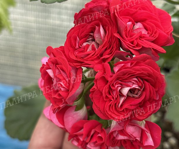 ЮГ АЙСЕДОРА ДУНКАН
