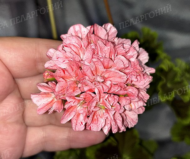 Odensjö Tintomara (ОДЕНСИО ТИНТОМАРА)