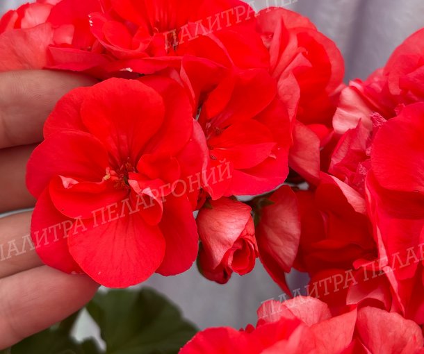 ШЕЛК МАНГО
