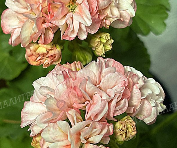 MONET_7 (МОНЕТ 7), КОРЕЯ