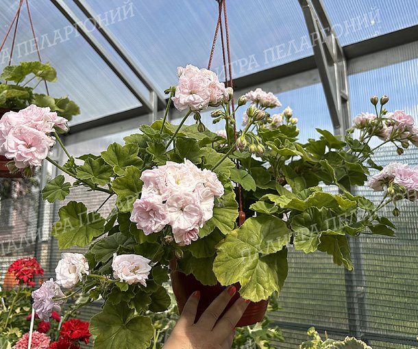 MILLFIELD ROSE (МИЛФИЛД РОУЗ)