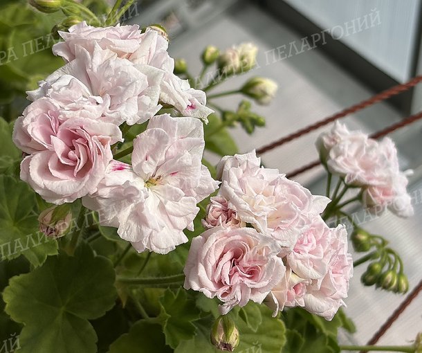 MILLFIELD ROSE (МИЛФИЛД РОУЗ)