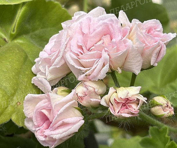 MILLFIELD ROSE (МИЛФИЛД РОУЗ)
