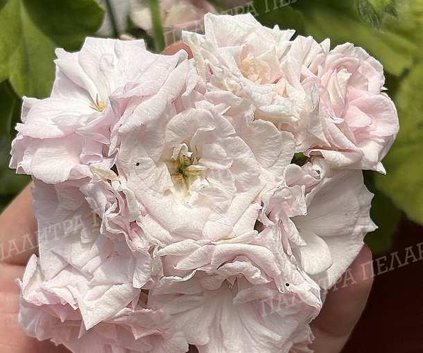 MILLFIELD ROSE (МИЛФИЛД РОУЗ)