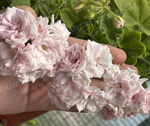 MILLFIELD ROSE (МИЛФИЛД РОУЗ)