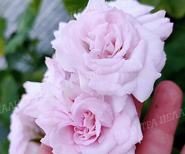 MILLFIELD ROSE (МИЛФИЛД РОУЗ)