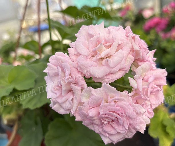 MILLFIELD ROSE (МИЛФИЛД РОУЗ)