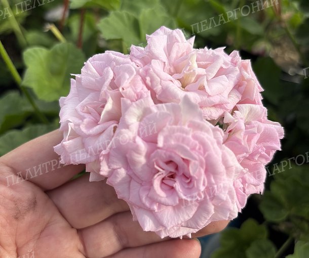 MILLFIELD ROSE (МИЛФИЛД РОУЗ)