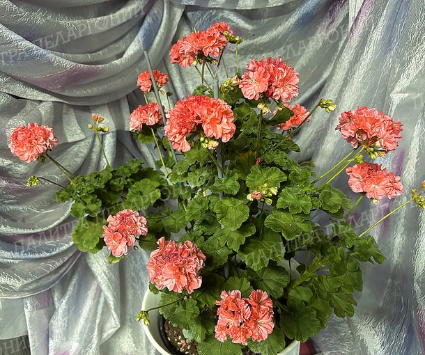 ORANGE МARMALADE (ОРАНЖ МАРМЕЛАД), Корея.