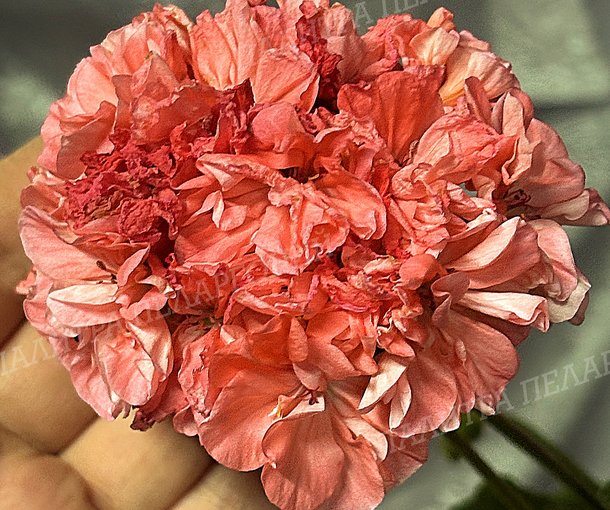 ORANGE МARMALADE (ОРАНЖ МАРМЕЛАД), Корея.
