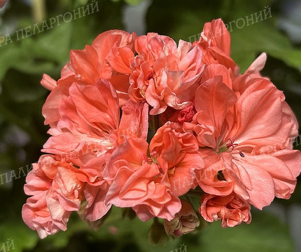 ORANGE МARMALADE (ОРАНЖ МАРМЕЛАД), Корея.