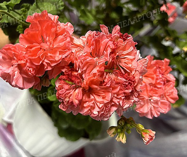 ORANGE МARMALADE (ОРАНЖ МАРМЕЛАД), Корея.