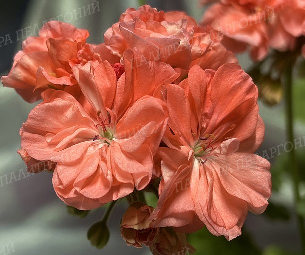 ORANGE МARMALADE (ОРАНЖ МАРМЕЛАД), Корея.
