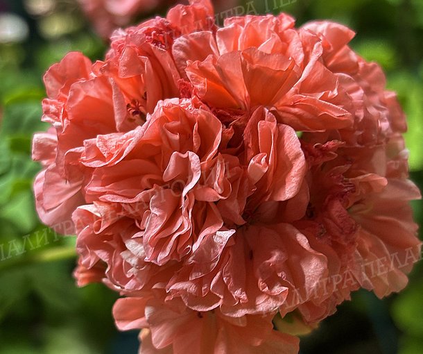 ORANGE МARMALADE (ОРАНЖ МАРМЕЛАД), Корея.