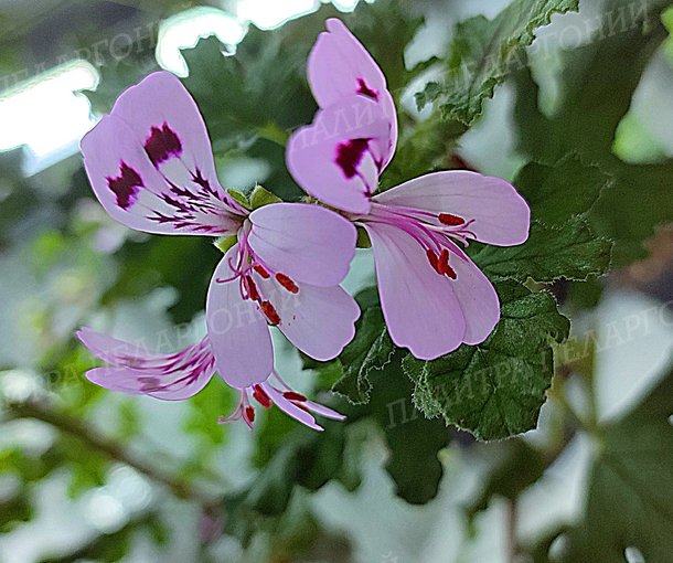 GRANDEUR GURME ODORATA PINO (ГРАНДУР ГУРМЭ ОДОРАТА ПИНО)