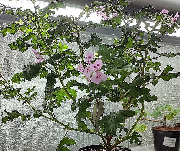 GRANDEUR GURME ODORATA PINO (ГРАНДУР ГУРМЭ ОДОРАТА ПИНО)