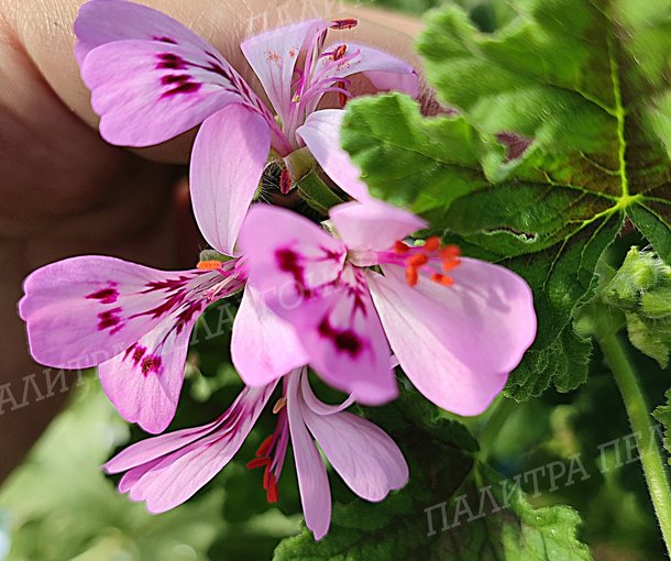 GRANDEUR GURME ODORATA PINO (ГРАНДУР ГУРМЭ ОДОРАТА ПИНО)