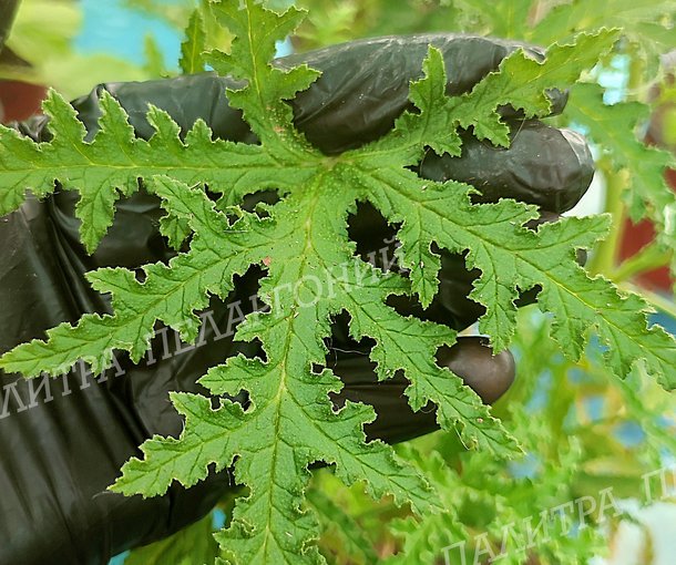 PHEASANT'S FOOT (ФИЗАНТС ФУТ)