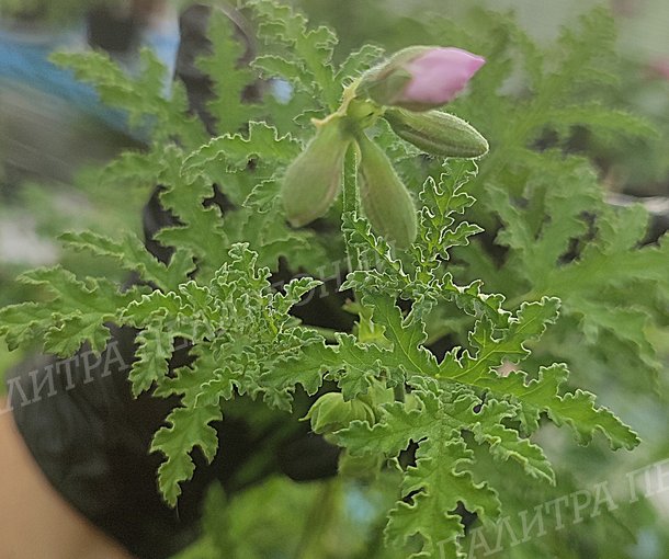 PHEASANT'S FOOT (ФИЗАНТС ФУТ)