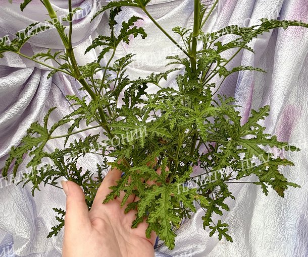 PHEASANT'S FOOT (ФИЗАНТС ФУТ)