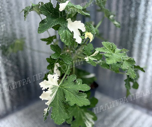 BOTH'S SNOWFLAKE (БОФС СНОУФЛЭЙК)