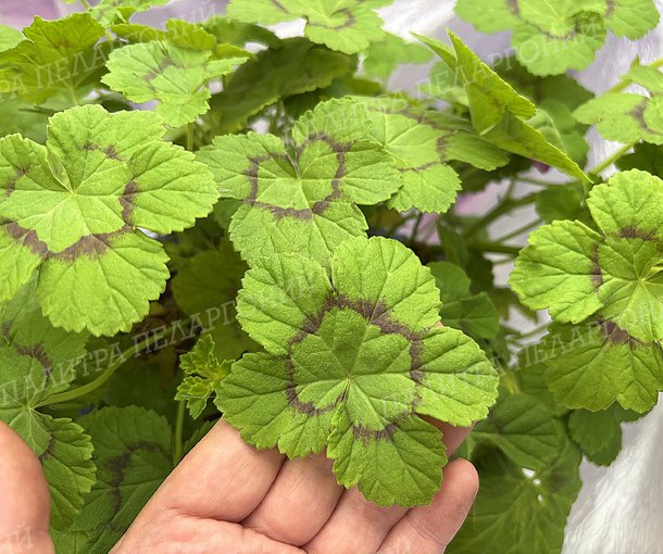 MUTANS (МУТАНС)