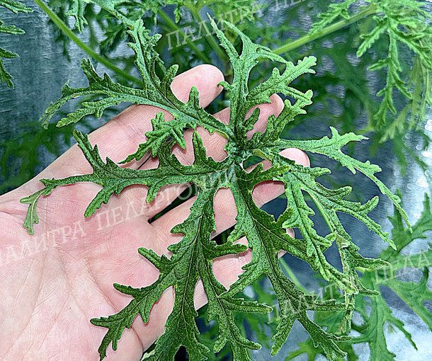 RADULA (РАДУЛА)