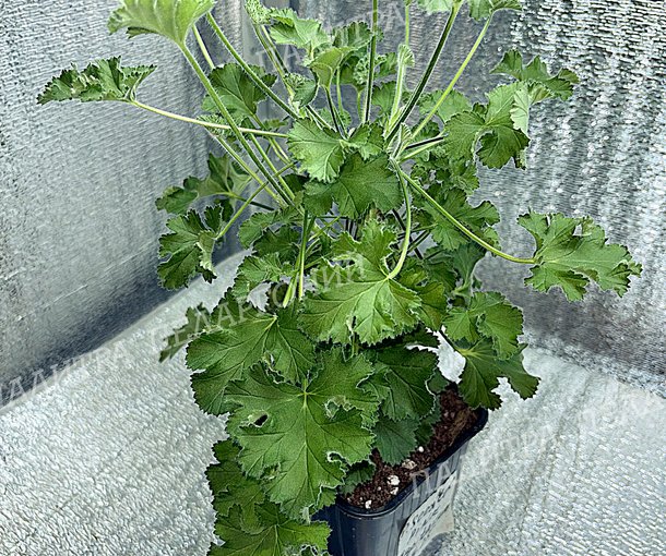 SCENTED PINK CAPITATUM (СЭНТИД ПИНК КЭПИТЭТУМ)