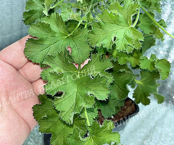 SCENTED PINK CAPITATUM (СЭНТИД ПИНК КЭПИТЭТУМ)
