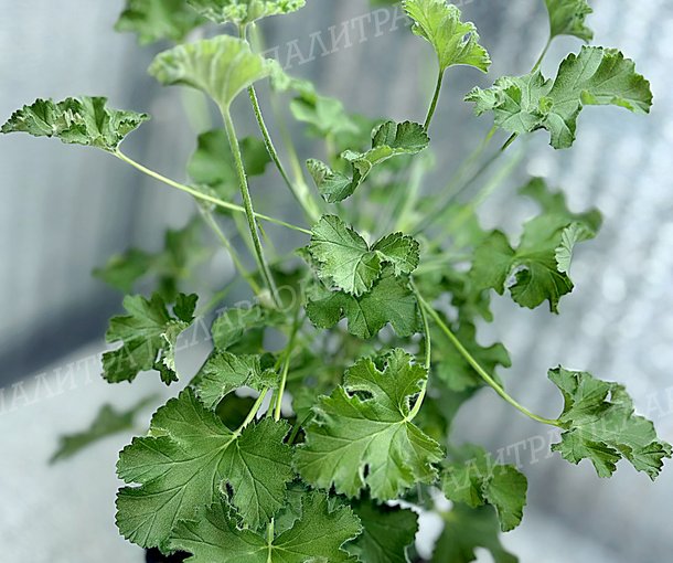 SCENTED PINK CAPITATUM (СЭНТИД ПИНК КЭПИТЭТУМ)