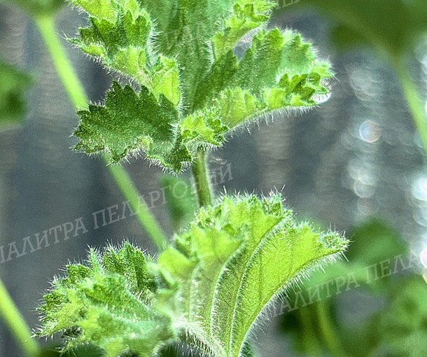 SCENTED PINK CAPITATUM (СЭНТИД ПИНК КЭПИТЭТУМ)