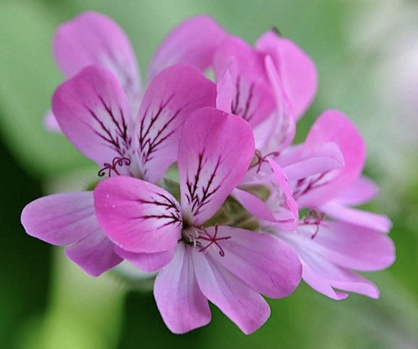 SCENTED PINK CAPITATUM (СЭНТИД ПИНК КЭПИТЭТУМ)