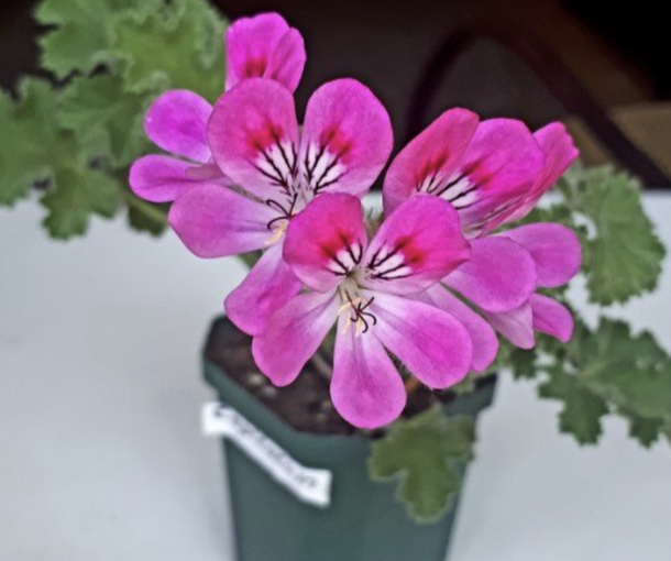 SCENTED PINK CAPITATUM (СЭНТИД ПИНК КЭПИТЭТУМ)