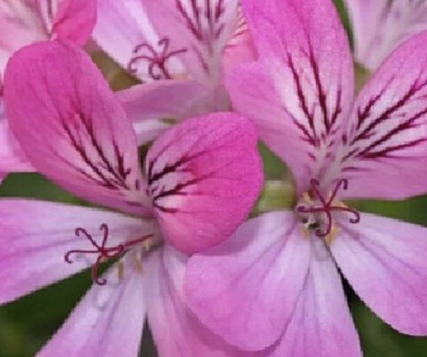 SCENTED PINK CAPITATUM (СЭНТИД ПИНК КЭПИТЭТУМ)