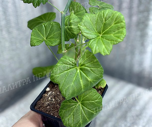TETRAGONUM (ТЕТРАГОНУМ)