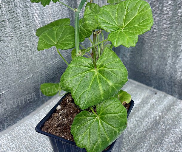 TETRAGONUM (ТЕТРАГОНУМ)