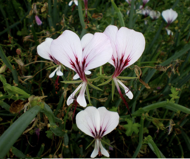 TETRAGONUM (ТЕТРАГОНУМ)