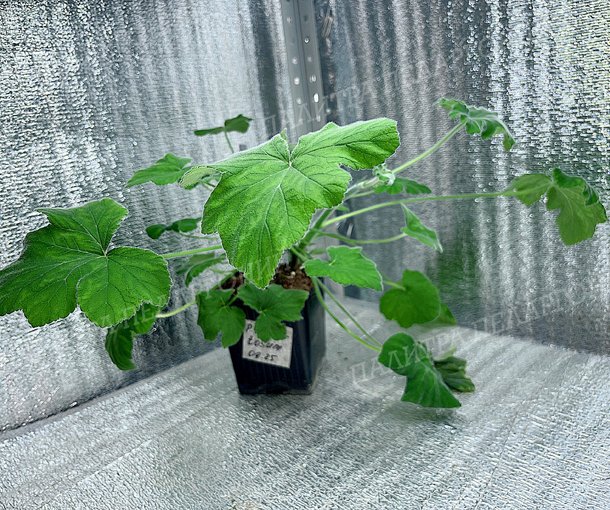 TOMENTOSUM (ТОМЕНТОСУМ)