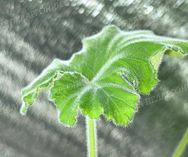 TOMENTOSUM (ТОМЕНТОСУМ)