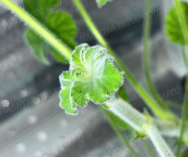 TOMENTOSUM (ТОМЕНТОСУМ)